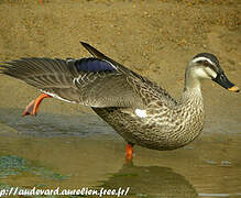 Canard à bec tacheté