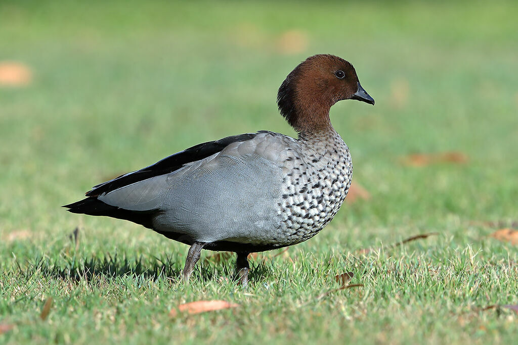 Canard à crinière