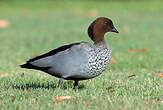 Canard à crinière