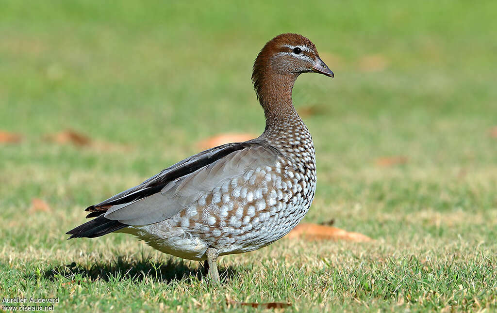 Canard à crinière femelle adulte, identification