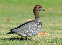 Canard à crinière