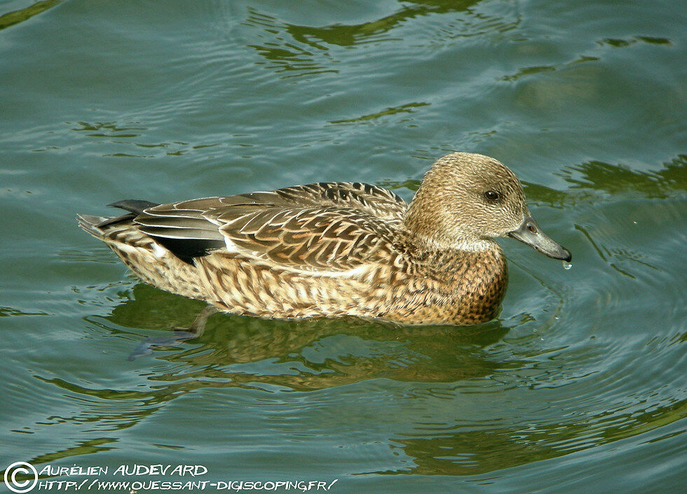 Canard à faucilles femelle adulte, pigmentation, nage