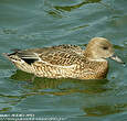 Canard à faucilles