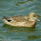 Canard à faucilles