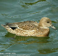 Falcated Duck