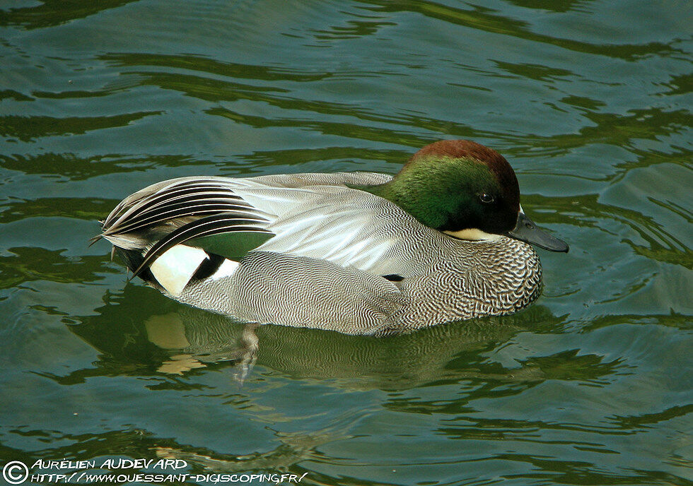 Falcated Duck