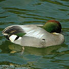Canard à faucilles