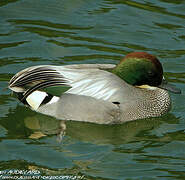 Falcated Duck