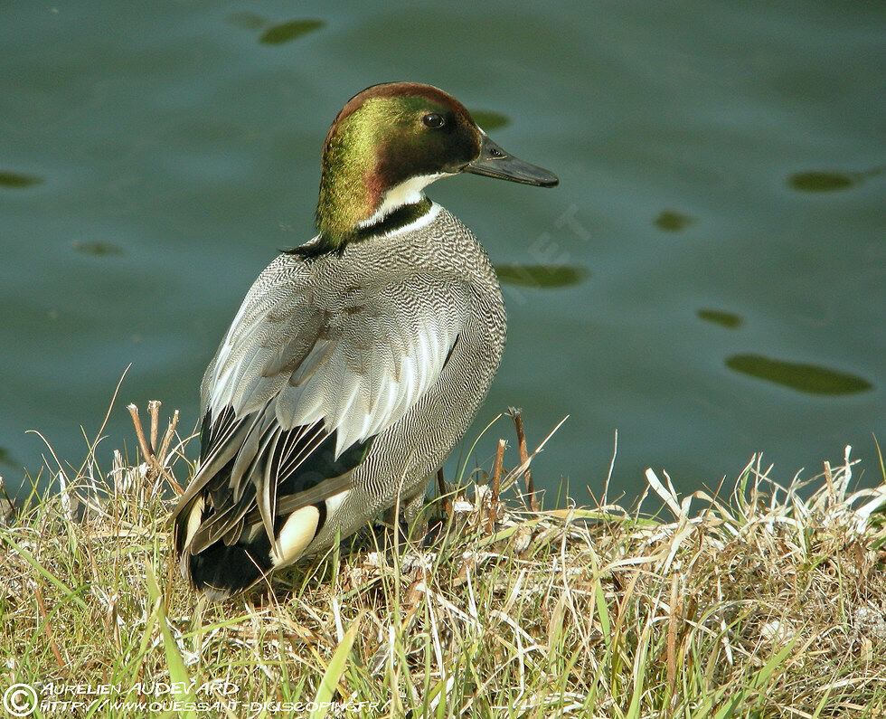 Falcated Duck male adult breeding, identification