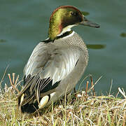 Falcated Duck