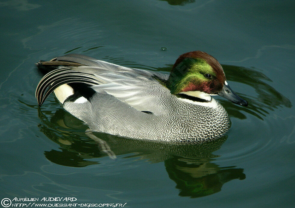 Falcated Duck male adult breeding, identification