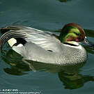 Canard à faucilles