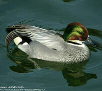 Falcated Duck