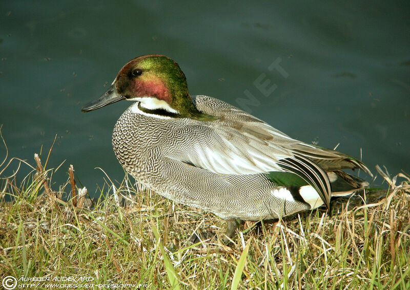 Falcated Duck male adult breeding, identification