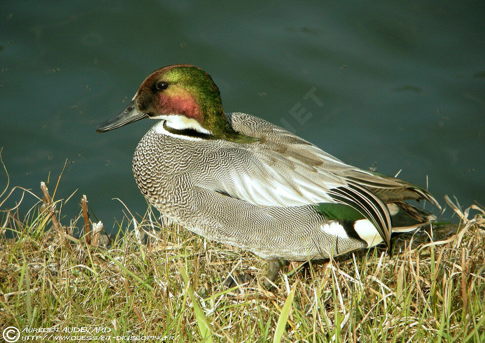 Canard à faucilles mâle adulte nuptial, identification