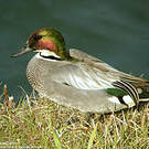 Canard à faucilles
