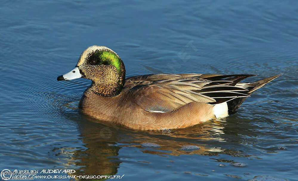 American Wigeon male adult breeding, close-up portrait