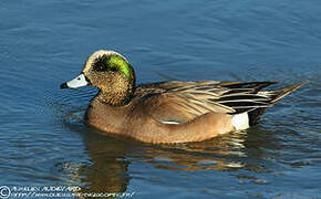 American Wigeon