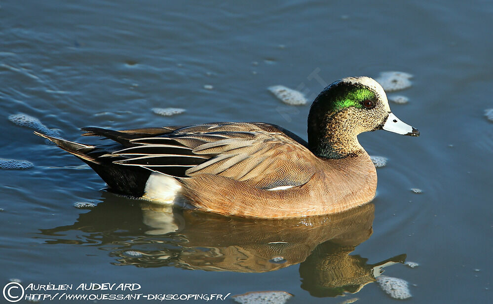 American Wigeon