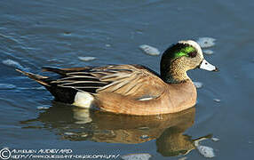 American Wigeon