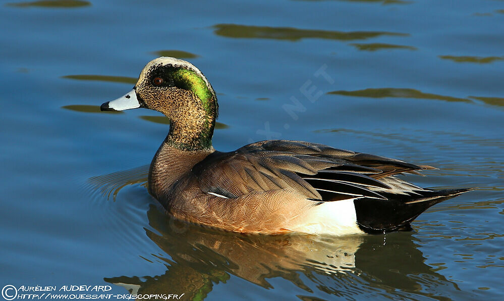 Canard à front blanc mâle adulte nuptial, identification, nage