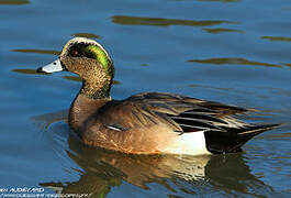 American Wigeon