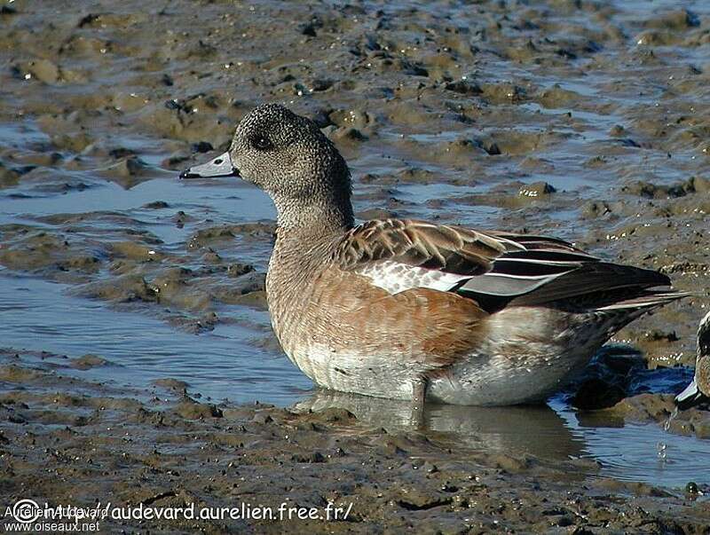 American Wigeon female adult breeding, identification