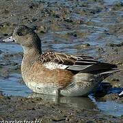 American Wigeon