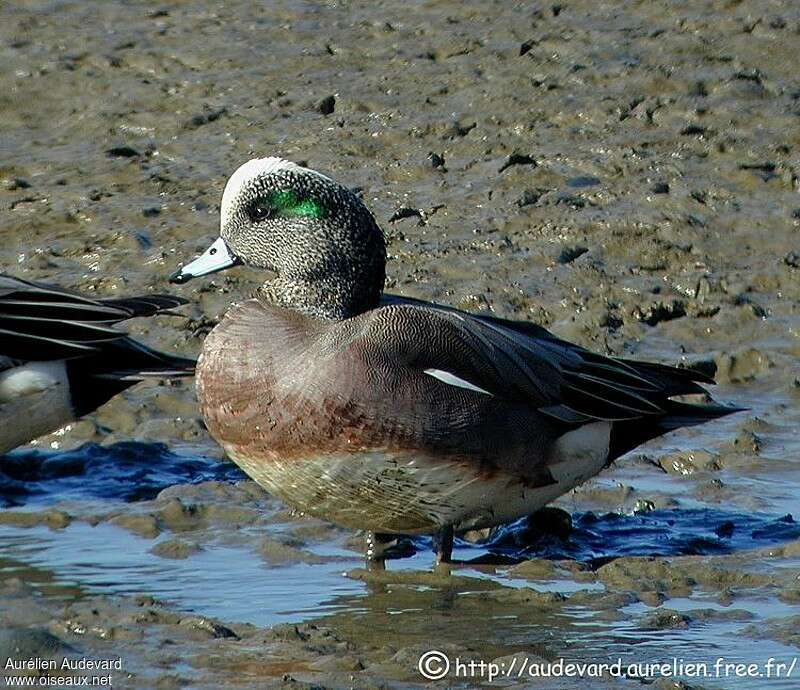 American Wigeon male adult breeding, identification