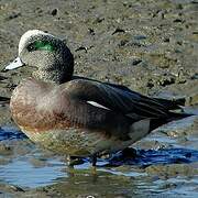 Canard à front blanc