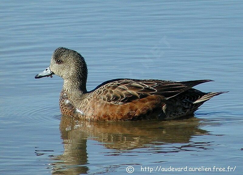 American Wigeon female adult breeding