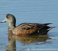 American Wigeon