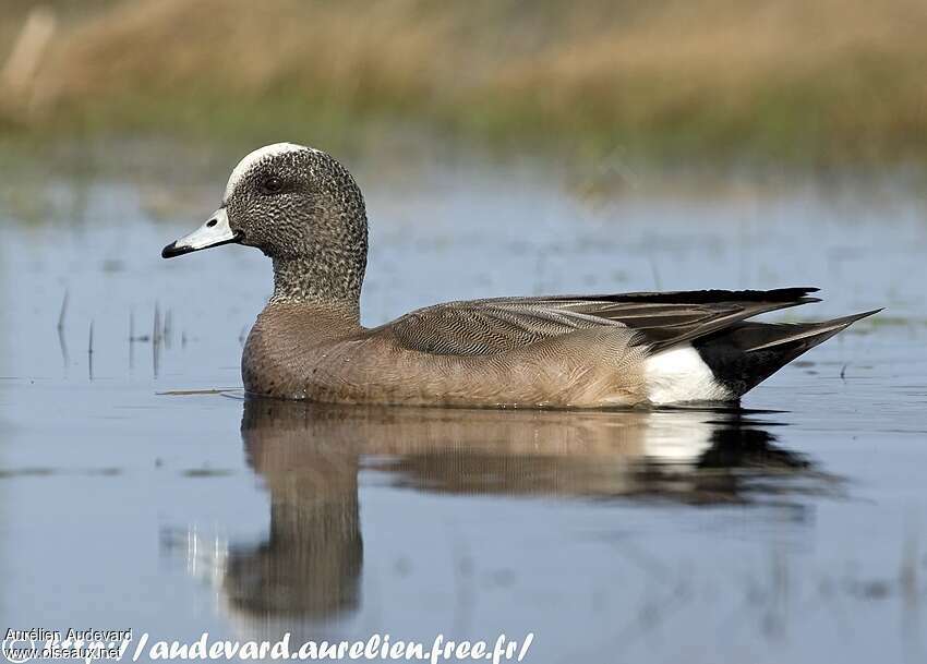 Canard à front blanc mâle 2ème année, identification