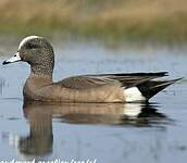 Canard à front blanc