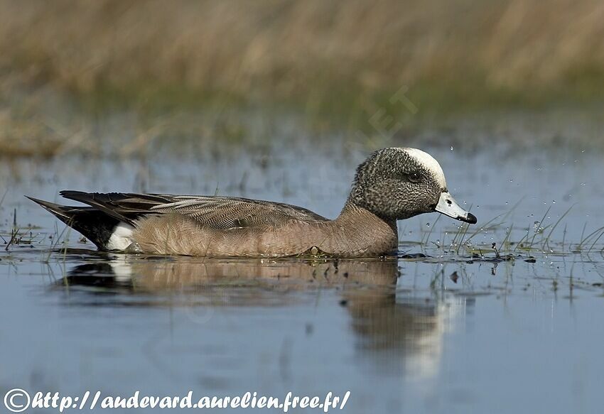 Canard à front blanc