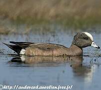 Canard à front blanc