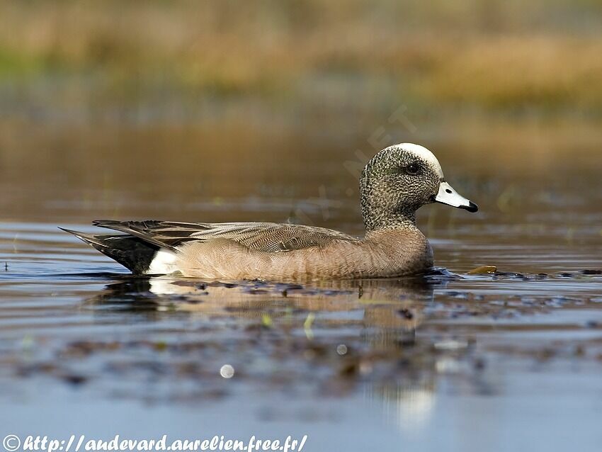 Canard à front blanc