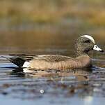 Canard à front blanc