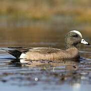 Canard à front blanc