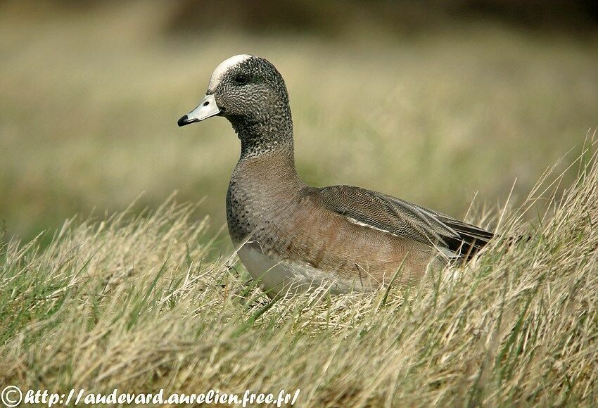 American Wigeon male Second year, identification