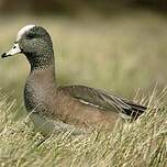 Canard à front blanc