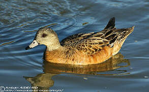 American Wigeon