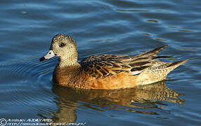 American Wigeon