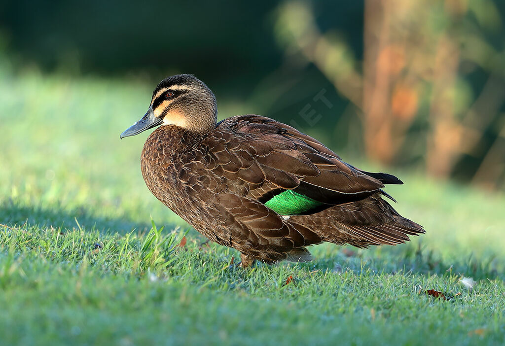 Pacific Black Duckadult breeding, identification