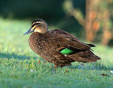 Canard à sourcils