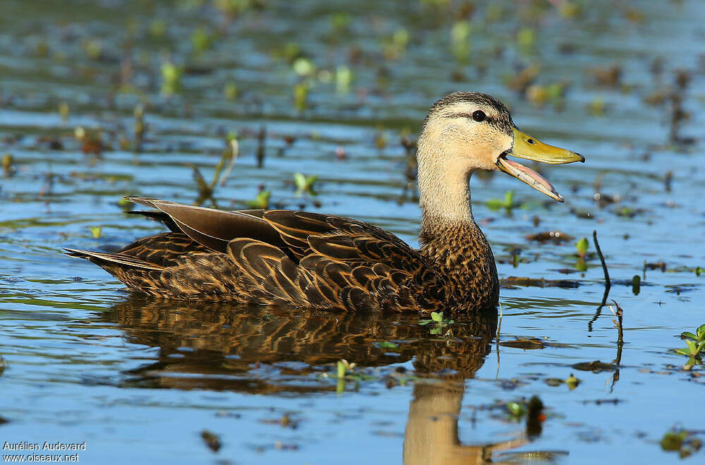 Canard brun mâle adulte, identification