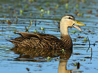 Canard brun