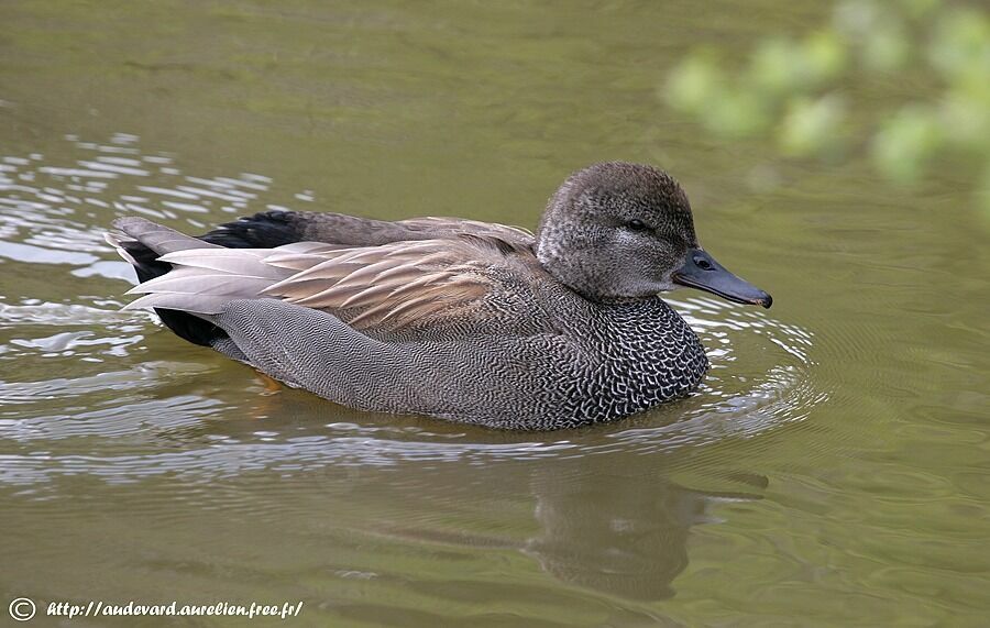 Gadwall male adult breeding