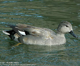 Canard chipeau