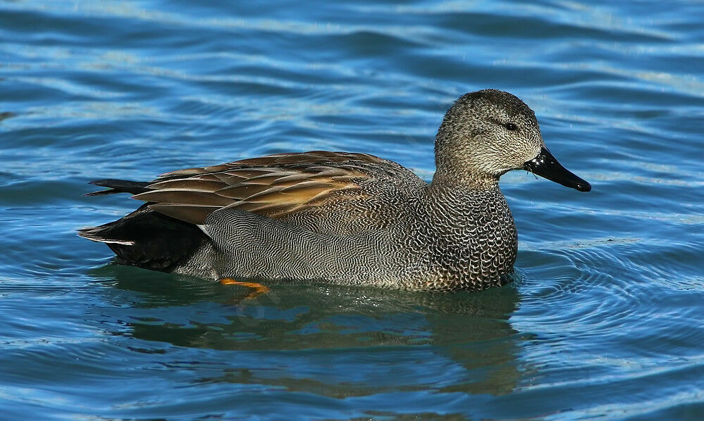 Gadwall